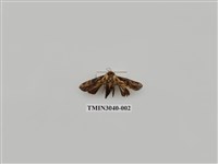 藏品(夜蛾709)的圖片